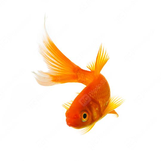 koi goldfish  : Stock Photo or Stock Video Download rcfotostock photos, images and assets rcfotostock | RC Photo Stock.: