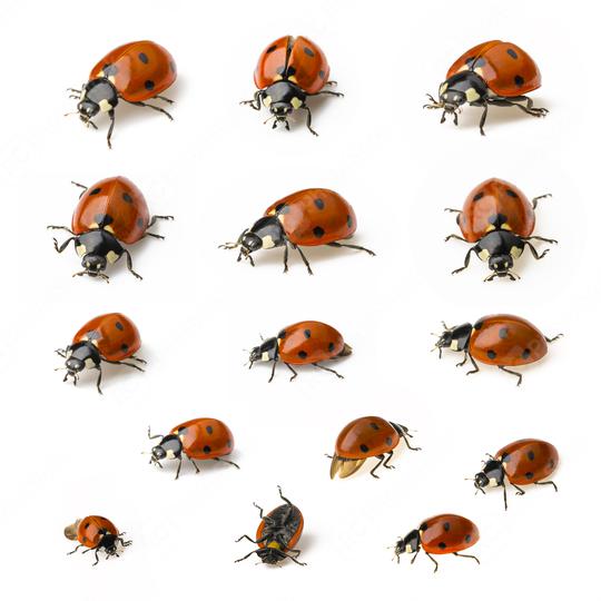 Ladybug Beetle set collection with black points on white background  : Stock Photo or Stock Video Download rcfotostock photos, images and assets rcfotostock | RC-Photo-Stock.: