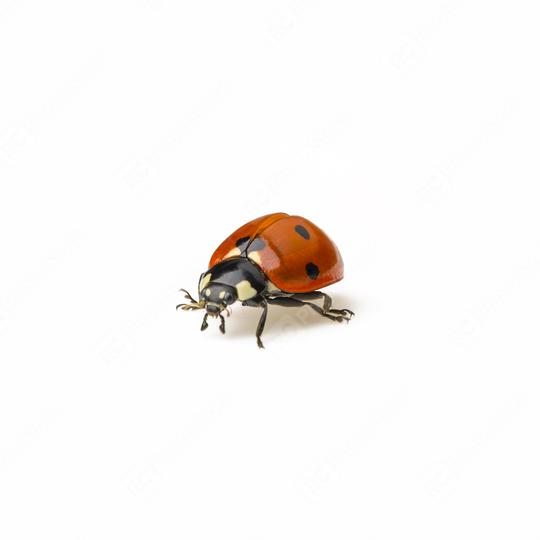 Ladybug Beetle with black points on white background.  : Stock Photo or Stock Video Download rcfotostock photos, images and assets rcfotostock | RC-Photo-Stock.: