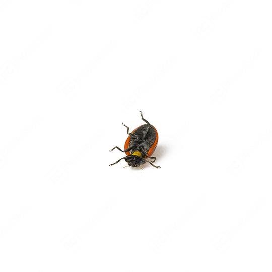 Ladybug Beetle with black points on white background.  : Stock Photo or Stock Video Download rcfotostock photos, images and assets rcfotostock | RC Photo Stock.: