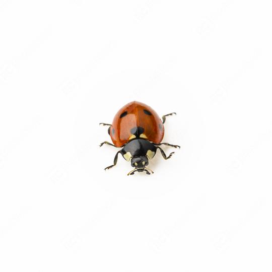 Ladybug Beetle with black points on white background.  : Stock Photo or Stock Video Download rcfotostock photos, images and assets rcfotostock | RC-Photo-Stock.: