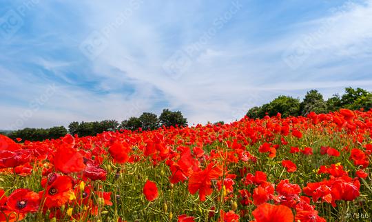 Landscape with a poppy field and blue sky  : Stock Photo or Stock Video Download rcfotostock photos, images and assets rcfotostock | RC-Photo-Stock.: