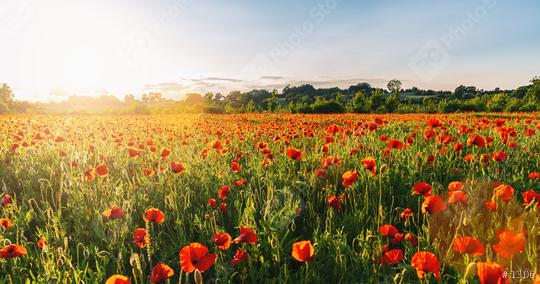 Landscape with nice sunset over poppy field panorama  : Stock Photo or Stock Video Download rcfotostock photos, images and assets rcfotostock | RC Photo Stock.: