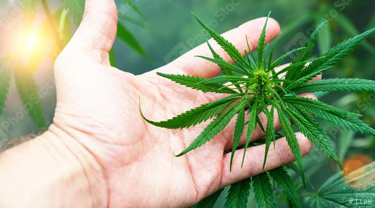 large number of cannabis flowers the hands of a Hande. Concept of herbal alternative medicine, cbd oil, pharmaceutical industry  : Stock Photo or Stock Video Download rcfotostock photos, images and assets rcfotostock | RC Photo Stock.: