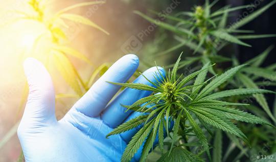 large number of cannabis flowers the hands of Medetsinsky employee. Concept of herbal alternative medicine, cbd oil, pharmaceutical industry  : Stock Photo or Stock Video Download rcfotostock photos, images and assets rcfotostock | RC Photo Stock.: