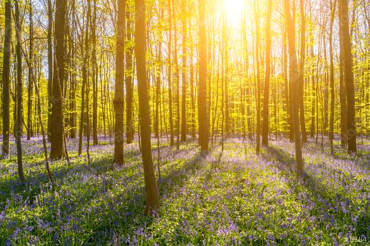 late evening sun beams through a clump of beech trees with bluebells  : Stock Photo or Stock Video Download rcfotostock photos, images and assets rcfotostock | RC Photo Stock.: