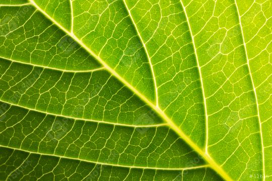 leaf background texture  : Stock Photo or Stock Video Download rcfotostock photos, images and assets rcfotostock | RC Photo Stock.: