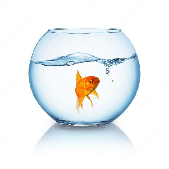 lonely goldfish in a fishbowl   : Stock Photo or Stock Video Download rcfotostock photos, images and assets rcfotostock | RC-Photo-Stock.: