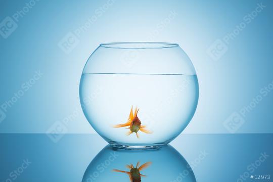 lonely goldfish in a fishbowl  : Stock Photo or Stock Video Download rcfotostock photos, images and assets rcfotostock | RC Photo Stock.: