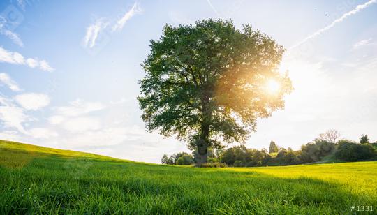 lonely old bald tree on a fresh green meadow at sunset, a vibrant rural landscape with blue sky  : Stock Photo or Stock Video Download rcfotostock photos, images and assets rcfotostock | RC Photo Stock.: