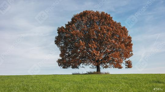 lonely red autumn tree on field   : Stock Photo or Stock Video Download rcfotostock photos, images and assets rcfotostock | RC Photo Stock.: