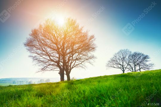 Lonely tree on a field of grass in spring with beautiful bright sun rays  : Stock Photo or Stock Video Download rcfotostock photos, images and assets rcfotostock | RC Photo Stock.: