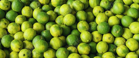 Lots of green fresh limes as a background texture banner   : Stock Photo or Stock Video Download rcfotostock photos, images and assets rcfotostock | RC Photo Stock.: