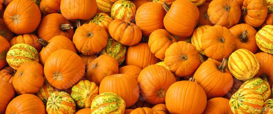 Lots of pumpkins in a pile, vegan food, as halloween decoration  : Stock Photo or Stock Video Download rcfotostock photos, images and assets rcfotostock | RC Photo Stock.: