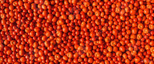 Lots of tomatoes and beefsteak tomatoes as a background texture header, banner size  : Stock Photo or Stock Video Download rcfotostock photos, images and assets rcfotostock | RC Photo Stock.:
