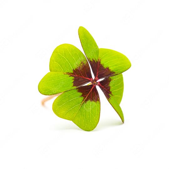 Lucky Clover  : Stock Photo or Stock Video Download rcfotostock photos, images and assets rcfotostock | RC Photo Stock.: