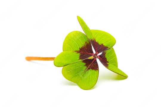 Lucky Clover leaf  : Stock Photo or Stock Video Download rcfotostock photos, images and assets rcfotostock | RC Photo Stock.: