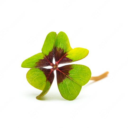 Lucky Clover on white  : Stock Photo or Stock Video Download rcfotostock photos, images and assets rcfotostock | RC Photo Stock.: