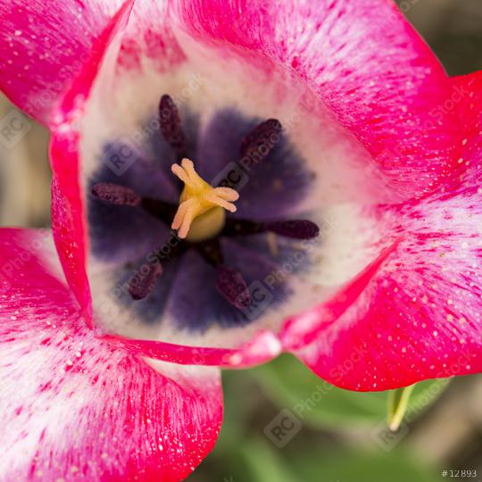 Macro from a pink Tulip bud  : Stock Photo or Stock Video Download rcfotostock photos, images and assets rcfotostock | RC Photo Stock.:
