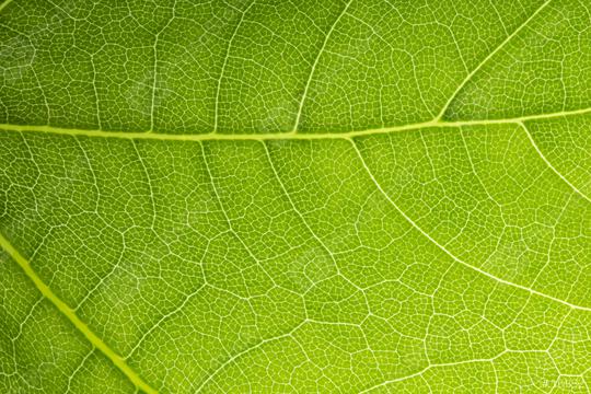 Macro Photo Of Natural Green Leaf Pattern  : Stock Photo or Stock Video Download rcfotostock photos, images and assets rcfotostock | RC Photo Stock.: