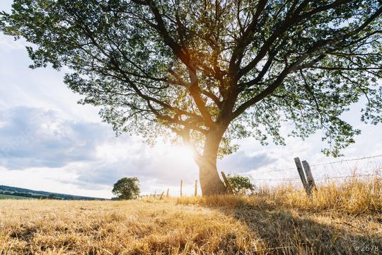 magical sunrise with oak tree  : Stock Photo or Stock Video Download rcfotostock photos, images and assets rcfotostock | RC Photo Stock.: