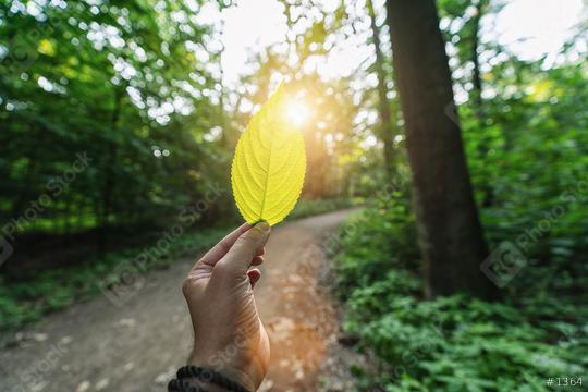 Male hand holding green leaf against the forest with path and sun light rays. Spring time season.  : Stock Photo or Stock Video Download rcfotostock photos, images and assets rcfotostock | RC Photo Stock.: