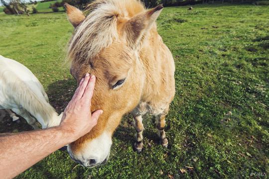 man hand stroking horse  : Stock Photo or Stock Video Download rcfotostock photos, images and assets rcfotostock | RC-Photo-Stock.:
