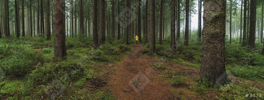 man in yellow rain jacket goes on a path in to the forest, banner size  : Stock Photo or Stock Video Download rcfotostock photos, images and assets rcfotostock | RC Photo Stock.: