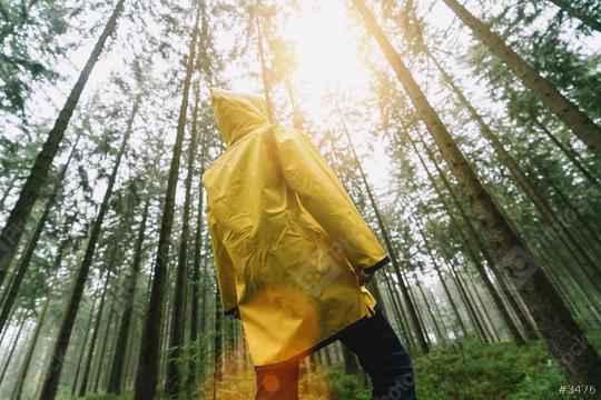 man with yellow rain jacket look to the tree tops in a forest  : Stock Photo or Stock Video Download rcfotostock photos, images and assets rcfotostock | RC Photo Stock.: