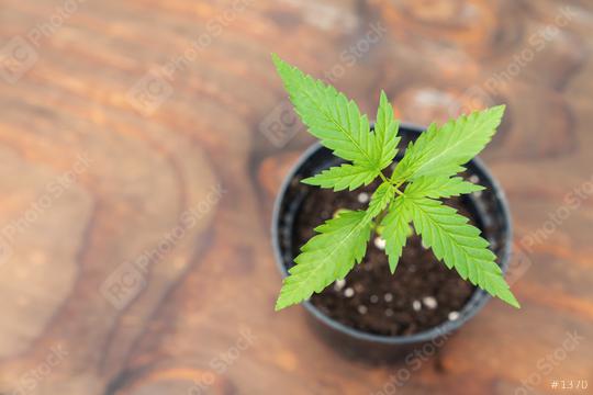 Mature Marijuana Plant with Leaves. Cannabis Plants Growing Indoor concept image  : Stock Photo or Stock Video Download rcfotostock photos, images and assets rcfotostock | RC Photo Stock.: