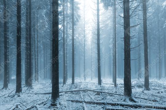 misty winter forest   : Stock Photo or Stock Video Download rcfotostock photos, images and assets rcfotostock | RC Photo Stock.: