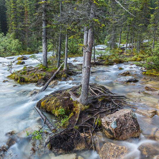 moraine lake brook in the woods at banff canada  : Stock Photo or Stock Video Download rcfotostock photos, images and assets rcfotostock | RC-Photo-Stock.: