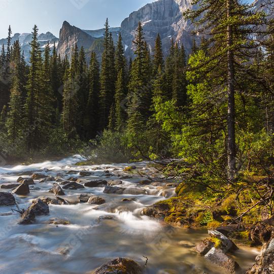 moraine lake brook in the woods at banff canada  : Stock Photo or Stock Video Download rcfotostock photos, images and assets rcfotostock | RC Photo Stock.: