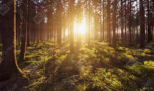 Morning light sunrays in the deep forest  : Stock Photo or Stock Video Download rcfotostock photos, images and assets rcfotostock | RC Photo Stock.: