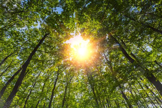 morning sun shining through the treetop in a deep forest  : Stock Photo or Stock Video Download rcfotostock photos, images and assets rcfotostock | RC Photo Stock.: