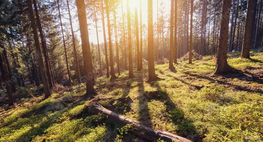 Morning sunlight in the forest  : Stock Photo or Stock Video Download rcfotostock photos, images and assets rcfotostock | RC Photo Stock.: