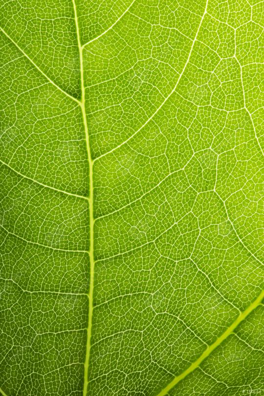 Natural Green Leaf Pattern background  : Stock Photo or Stock Video Download rcfotostock photos, images and assets rcfotostock | RC Photo Stock.:
