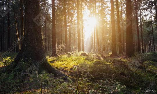 nature green wood sunlight background  : Stock Photo or Stock Video Download rcfotostock photos, images and assets rcfotostock | RC Photo Stock.: