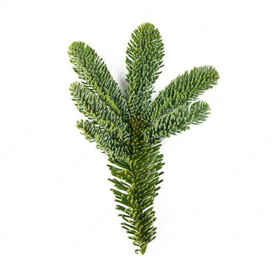 Nobilis fir branch isolated on white  : Stock Photo or Stock Video Download rcfotostock photos, images and assets rcfotostock | RC Photo Stock.: