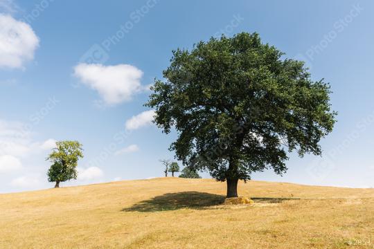 oak tree in a summer landscape  : Stock Photo or Stock Video Download rcfotostock photos, images and assets rcfotostock | RC Photo Stock.: