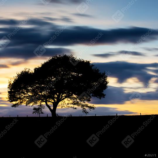 oak tree on a dandelion meadow hill with colorfull  sunset  and cloudy Sky in spring  : Stock Photo or Stock Video Download rcfotostock photos, images and assets rcfotostock | RC Photo Stock.: