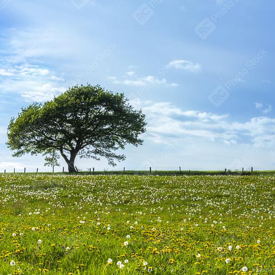 oak tree on a hill with dandelion meadow and Blue Sky at spring in the Eifel  : Stock Photo or Stock Video Download rcfotostock photos, images and assets rcfotostock | RC Photo Stock.: