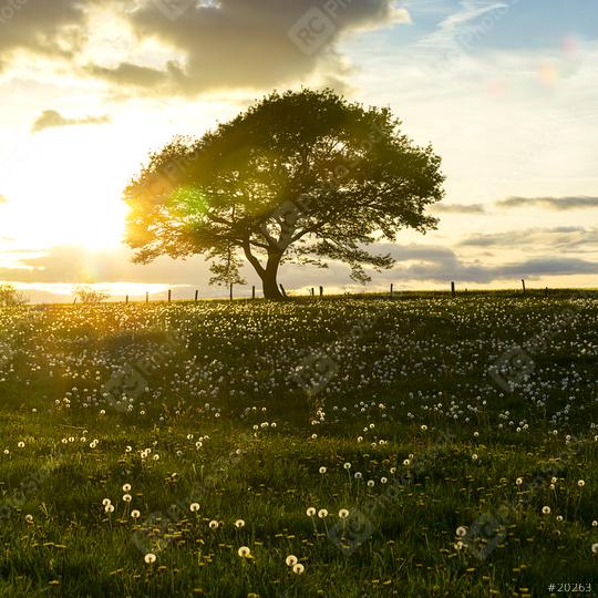 oak tree on dandelion meadow on sunset with cloudy Sky in spring in the Eifel national park  : Stock Photo or Stock Video Download rcfotostock photos, images and assets rcfotostock | RC Photo Stock.: