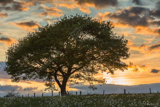 oak tree on meadow at orange sunset blue hour with cloudy Sky  : Stock Photo or Stock Video Download rcfotostock photos, images and assets rcfotostock | RC Photo Stock.: