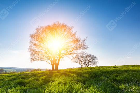 oak tree on spring meadow at sunset and blue Sky  : Stock Photo or Stock Video Download rcfotostock photos, images and assets rcfotostock | RC Photo Stock.: