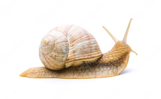 offended old snail  : Stock Photo or Stock Video Download rcfotostock photos, images and assets rcfotostock | RC Photo Stock.: