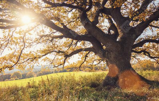 old oak tree at autumn  : Stock Photo or Stock Video Download rcfotostock photos, images and assets rcfotostock | RC Photo Stock.: