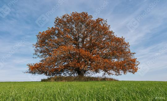 old oak tree at autumn alone on a field at with blue cloudy sky  : Stock Photo or Stock Video Download rcfotostock photos, images and assets rcfotostock | RC Photo Stock.: