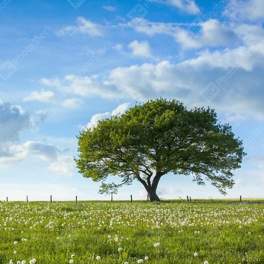 Old oak tree on a hill  with dandelion meadow with Blue cloudy Sky at summer in the Eifel germany  : Stock Photo or Stock Video Download rcfotostock photos, images and assets rcfotostock | RC Photo Stock.: