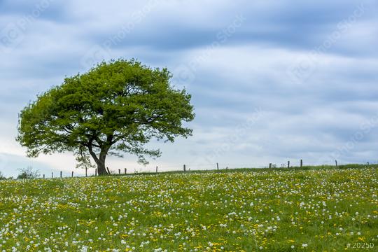 old oak tree on a hill with dandelion meadow and Blue Sky at spring in the Eifel natonal park  : Stock Photo or Stock Video Download rcfotostock photos, images and assets rcfotostock | RC Photo Stock.: